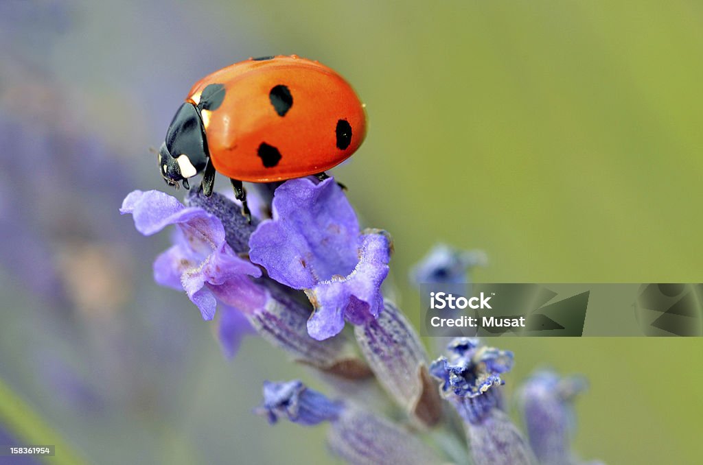 Mariquita con flor de lavanda - Foto de stock de Mariquita libre de derechos