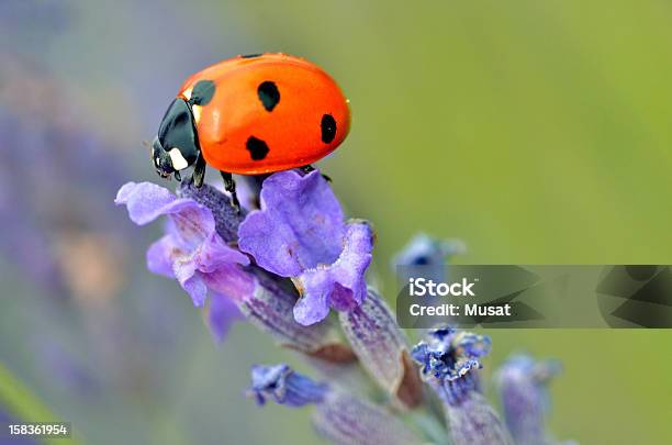 Photo libre de droit de Coccinelle Sur Fleurs De Lavande banque d'images et plus d'images libres de droit de Coccinelle - Coccinelle, Coccinelle à sept points, Profil