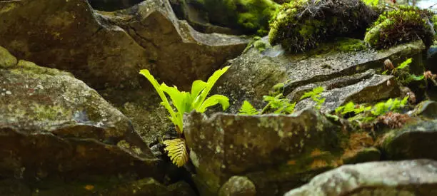 Photo of Small fern plant growing in between rocks. The fern is a light green color and has long leaves.