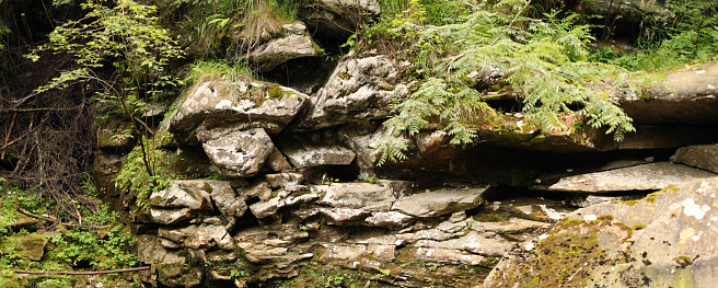 View of a rocky cliff face covered in ferns and other greenery.