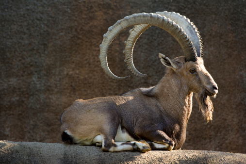 Beautiful Nubian Ibex laying on the on a rock background