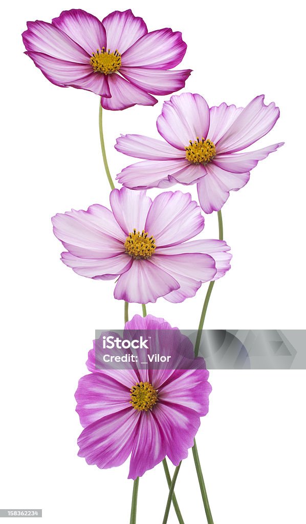 cosmos - Foto stock royalty-free di Argyranthemum frutescens