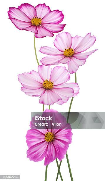 Cosmos - Fotografie stock e altre immagini di Argyranthemum frutescens - Argyranthemum frutescens, Bianco, Bouquet