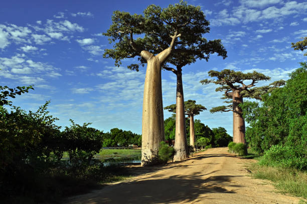 istock Baobabs forest, Baobab alley near Morondava , Madagascar 1583626032