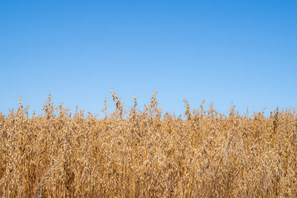 Comber, Northern Ireland, UK - July 31, 2022: Field of oats against a clear blue sky, approaching readiness to be harvested.