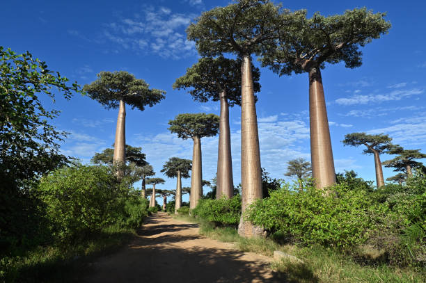 istock Baobabs forest, Baobab alley near Morondava , Madagascar 1583626045