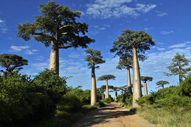 istock Baobabs forest, Baobab alley near Morondava , Madagascar 1583627619