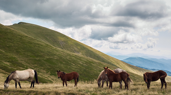 Small herd of horses grazing on the pasture in Carpathian Mountains, Ukraine