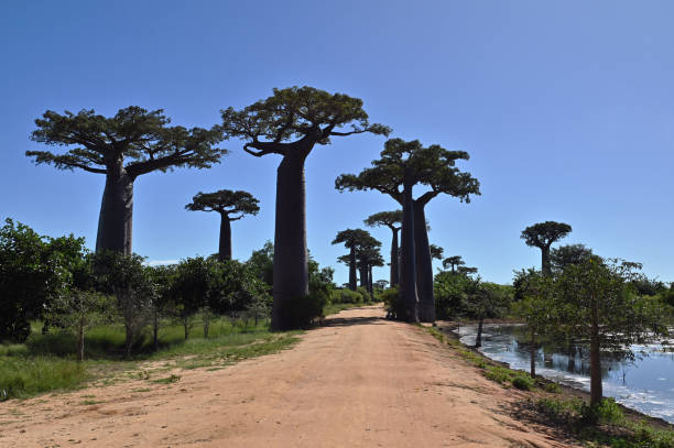 istock Baobabs forest, Baobab alley near Morondava , Madagascar 1583629725
