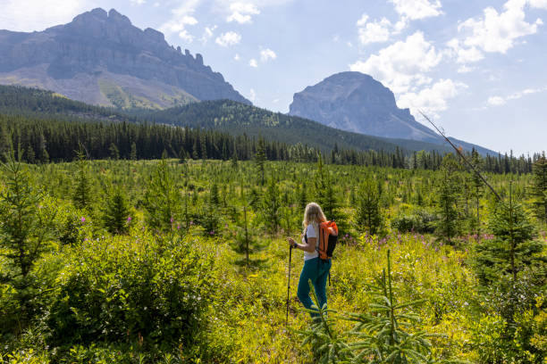 istock Senior woman explores reforested alpine meadow 1583630259
