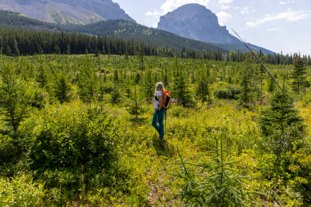 istock Senior woman explores reforested alpine meadow 1583630769