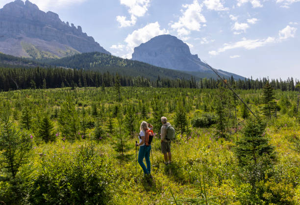 istock Senior couple explore reforested alpine meadow 1583633945