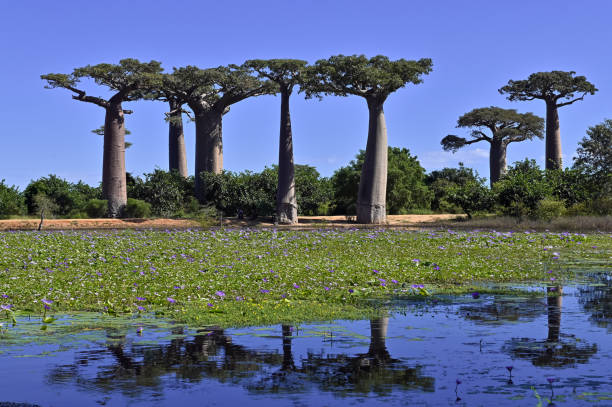 istock Baobabs forest, Baobab alley near Morondava , Madagascar 1583633957
