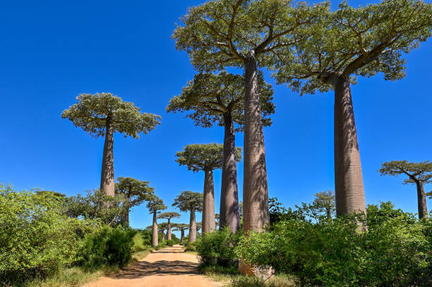 istock Baobabs forest, Baobab alley - sunrise, Madagascar 1583642648