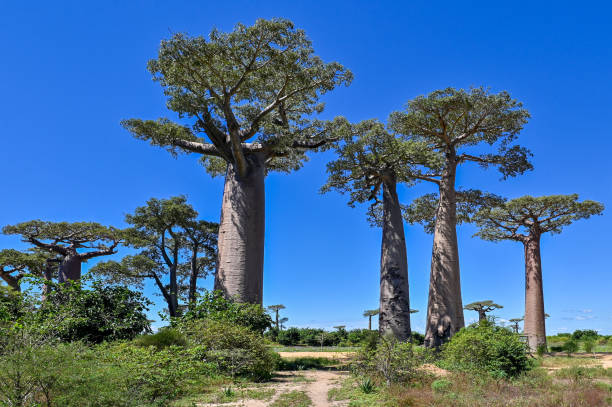 istock Baobabs forest, Baobab alley - sunrise, Madagascar 1583644404