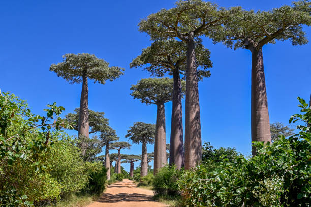 istock Baobabs forest, Baobab alley - sunrise, Madagascar 1583645996