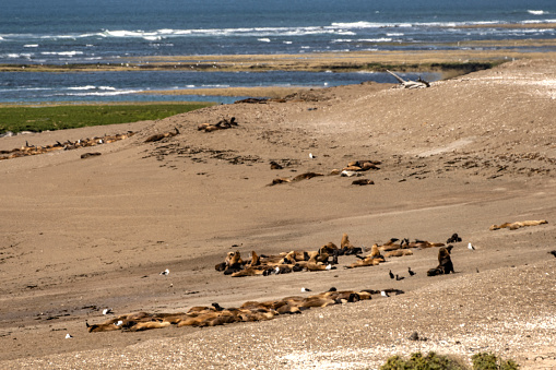 Sea lions and elephant seals in Peninsula Valdes, with view of the Atlantic Ocean.