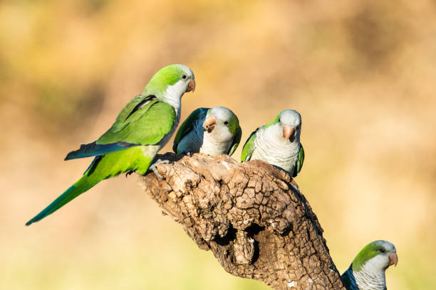 Parakeet perched on a branch of Calden , La Pampa, Patagonia, Argentina Parakeet perched on a branch of Calden , La Pampa, Patagonia, Argentina monk parakeet stock pictures, royalty-free photos & images