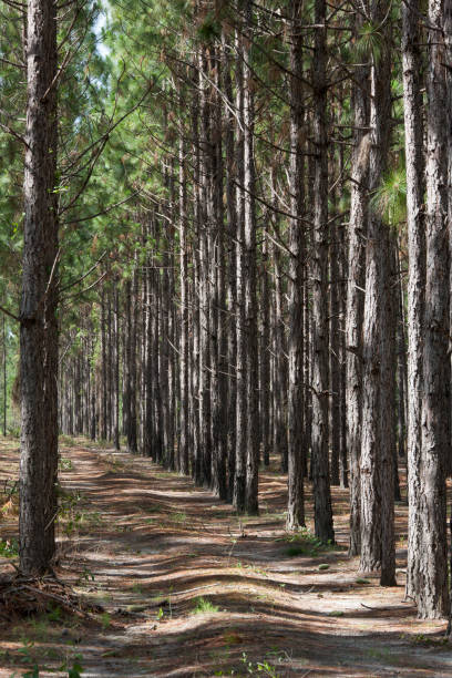 loblolly pine forest - pine tree loblolly pine loblolly forest imagens e fotografias de stock