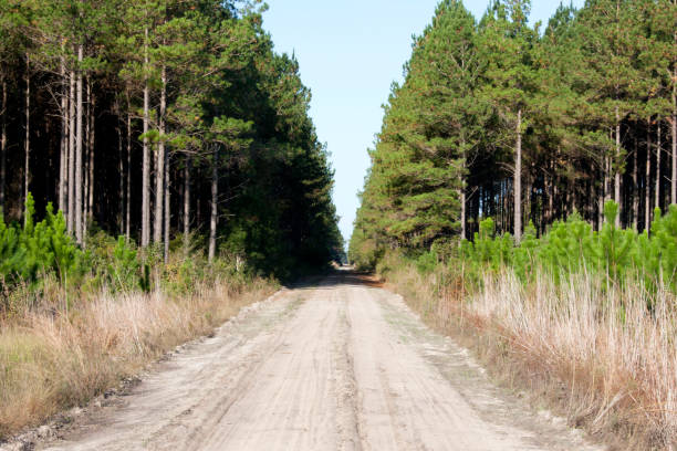 loblolly pine forest - pine tree loblolly pine loblolly forest imagens e fotografias de stock