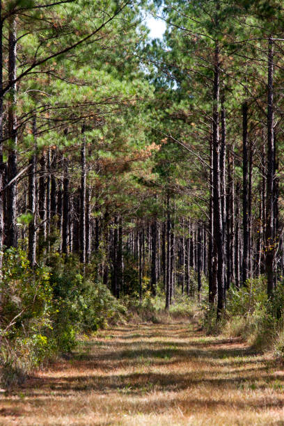 loblolly pine forest - pine tree loblolly pine loblolly forest imagens e fotografias de stock