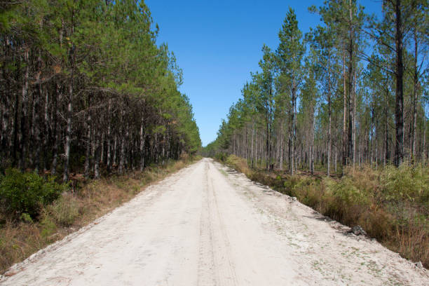 loblolly pine forest - pine tree loblolly pine loblolly forest imagens e fotografias de stock