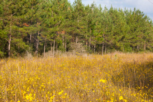 loblolly pine forest - pine tree loblolly pine loblolly forest imagens e fotografias de stock