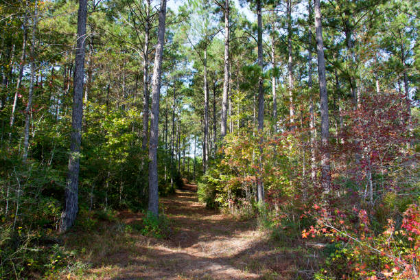 loblolly pine forest - pine tree loblolly pine loblolly forest imagens e fotografias de stock