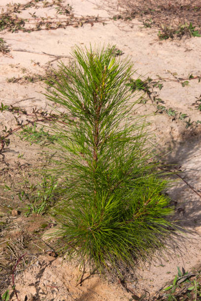 loblolly pine forest - pine tree loblolly pine loblolly forest imagens e fotografias de stock