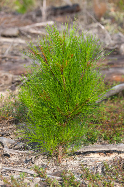 loblolly pine forest - pine tree loblolly pine loblolly forest imagens e fotografias de stock