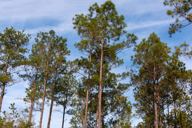 loblolly pine forest - pine tree loblolly pine loblolly forest imagens e fotografias de stock