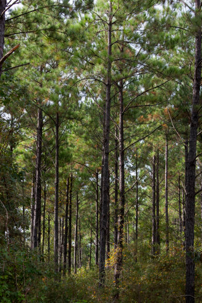 loblolly pine forest - pine tree loblolly pine loblolly forest imagens e fotografias de stock