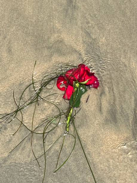istock Roses in the Ocean 1583659163