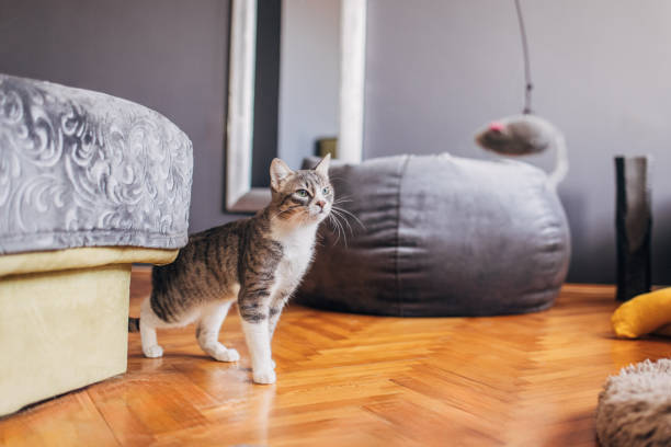istock Domestic cat playing with owner 1583664973