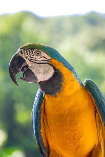 Macaws are a long-tailed and often colorful New World parrot. Popular in aviculture or the parrot trade, although there are conservation concerns about a few species living in the wild