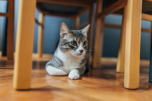 istock Domestic cat at home 1583668586