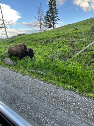 Bison grazing on side of road in Yellowstone