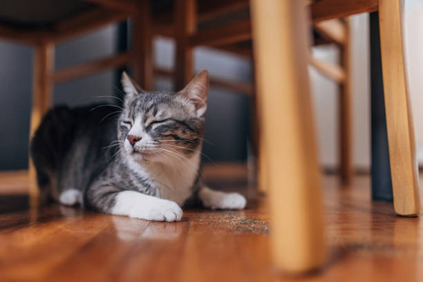istock Domestic cat at home 1583670186