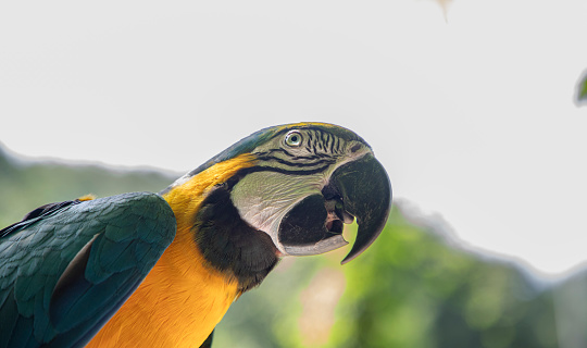 Macaws are a long-tailed and often colorful New World parrot. Popular in aviculture or the parrot trade, although there are conservation concerns about a few species living in the wild