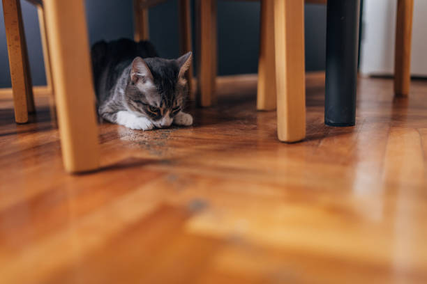 istock Domestic cat at home 1583675557