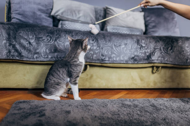 istock Domestic cat playing with female owner 1583677605