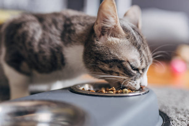istock Domestic cat eating from a gray bowl 1583678110