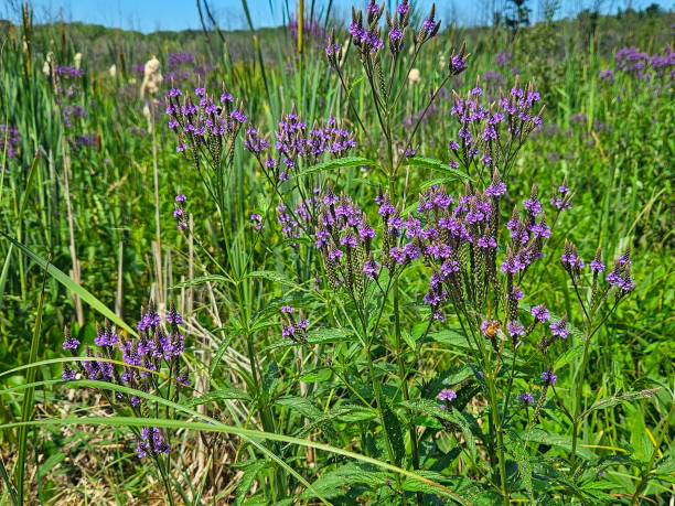 istock Blue Vervain Verbena Plants 1583679642