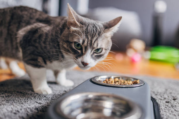 istock Domestic cat eating from a gray bowl 1583680723