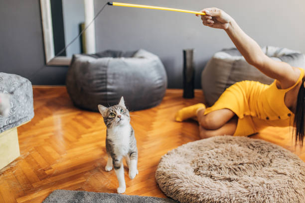 istock Domestic cat playing with female owner 1583681680