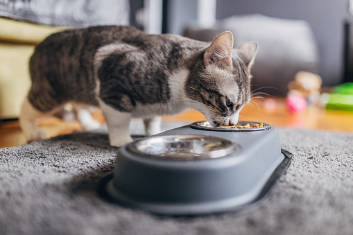 Close-up of domestic cat eating from a gray bowl