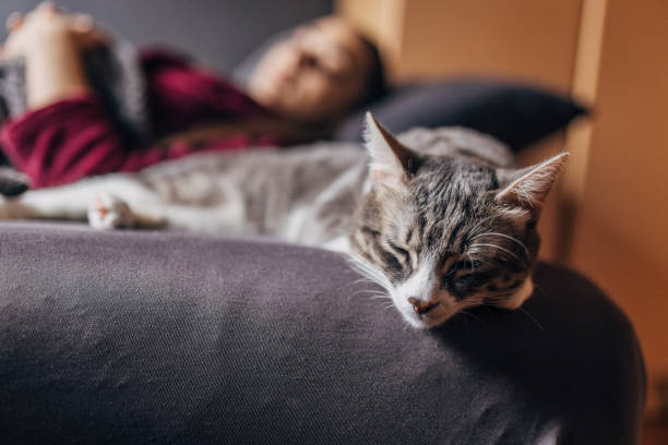 istock Domestic cat with female owner 1583683840