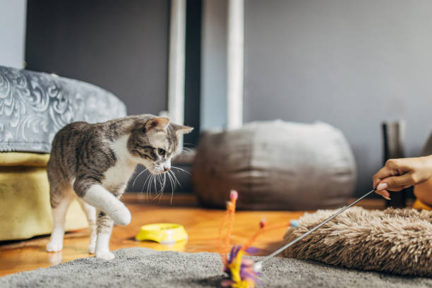 istock Domestic cat playing with female owner 1583685993