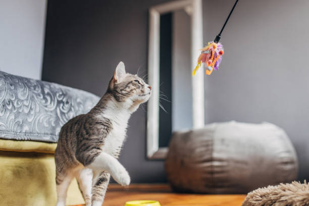 istock Domestic cat playing with owner 1583687018