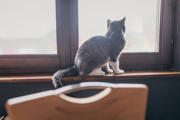 istock Domestic cat at home 1583687549